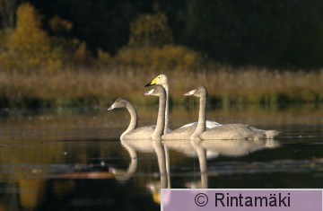 SIPONEN cygcyg_230906_069.JPG