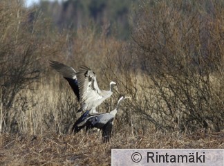 SIPONEN parittelu grugru_220406_012.JPG