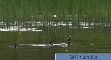 SIPONEN podgri_110706_003.JPG