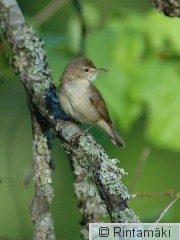 RANTALA Acrdum_MR_DSC_0119.jpg
