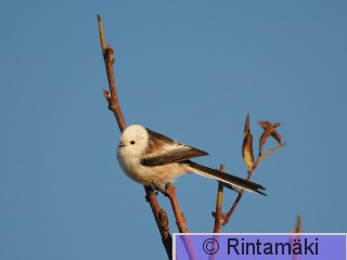 RANTALA Aegcau_MR_DSC_0200.jpg