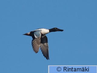 RANTALA Anacly_MR_DSC_0121.jpg