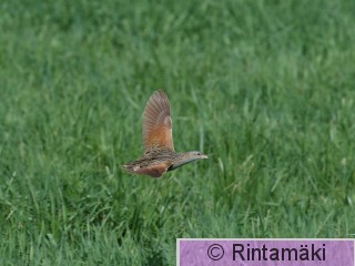 RANTALA Crecre_MR_DSC_0182.jpg