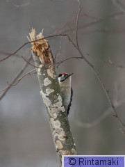 RANTALA Denmin_MR_DSC_0211.jpg