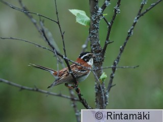 RANTALA Embrus_MR_DSC_0118.jpg