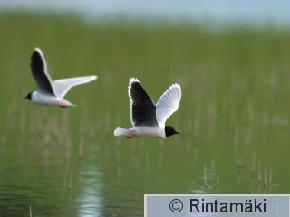 RANTALA Larmin_MR_DSC_0067.jpg