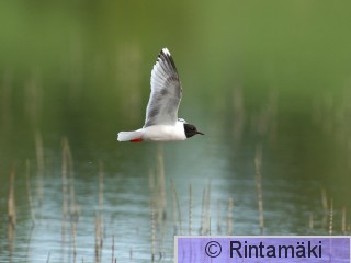 RANTALA Larmin_MR_DSC_0074.jpg
