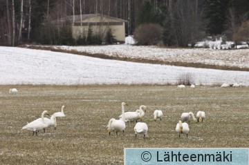 00028 Laulujoutsen 18032007 Vammala Näntölä.jpg