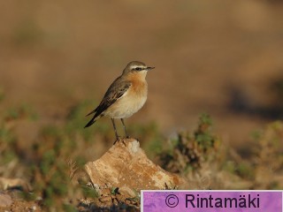 RANTALA Oenoen_MR_DSC_0012.jpg