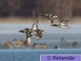 RANTALA Tavi_lentokuva_Markku_Rantala.0139.jpg