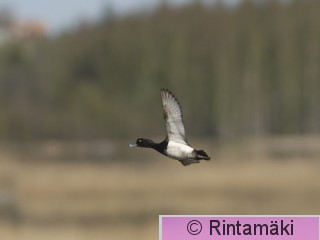 RANTALA Tukkasotkalentokuva_Markku_Rantala_9685.jpg