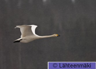 00111 Laulujoutsen 18032007 Vammala Suodenniemi Koivuniemenjärvi.jpg
