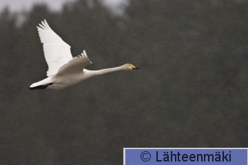 00121 Laulujoutsen 18032007 Vammala Suodenniemi Koivuniemenjärvi.jpg