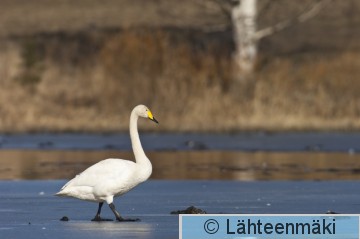 00177 Laulujoutsen 31032007 Hämeenkyrö Sasi Lemmakkalanjärvi.jpg