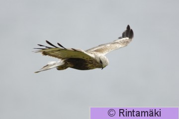 LAURILA_DSC0002-Piekana_HL lennossa.jpg