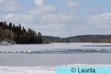Cygcyg_090326_HL.jpg