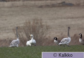 pikkujoutsen 031.jpg