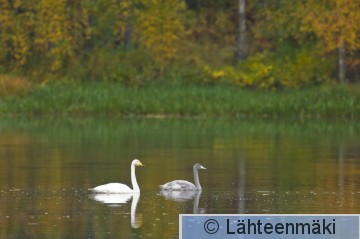 00551 Laulujoutsenia_ 27092008_Mouhijärvi, Salmi.jpg