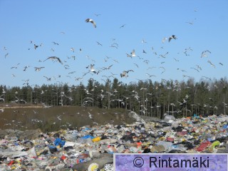 21.3.2015 No kaatopaikka lokit PRKuva.JPG