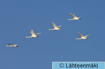 000671 Laulujoutsenia 02012009_Mouhijärvi Vestola.jpg