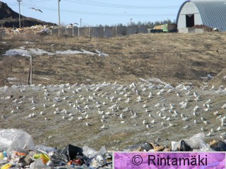 Harmaalokkeja 21.3.2015 Nokia kaatopaikka PRKuva.JPG