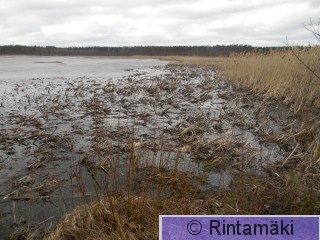 Kiikoisten Kuorsumaanjärvi 5.4.2015 PRKuva.JPG