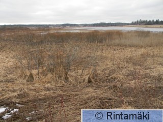 Koivuniemenjärveä Sastamalassa 5.4.2015 PRKuva.JPG