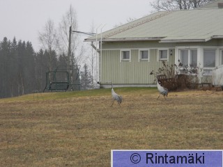 Kurjet ja vanhustentalo Koivuniemenjärvi 7.4.2015 PRKuva.JPG