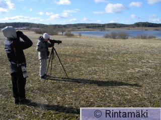 Kölvit Alasenlahdella 21.3.2015 PRKuva.JPG