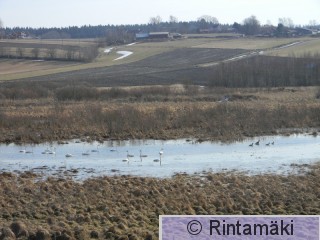 Laulujoutsenia ja kanadanhanhia Hämeenkyrö Sarkkilanjärvi 19.3.2015 PRKuva.JPG