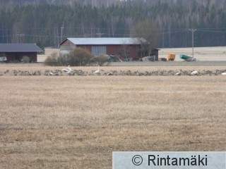 Punkalaidun 6.4.2015 hanhia ja joutsenia PRKuva.JPG