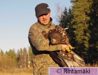 ALANKO 29_10_2009 Nuori merikotka kuvaa pienennetty.jpg