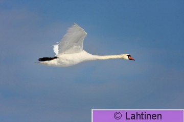 IMG_1939 k.jpg