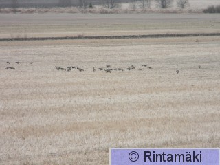 Sastamalan Vaunusuo 6.4.2015 ja metsähanhia PRKuva.JPG
