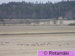 Vaunusuo Sastamalassa 6.4.2015 metsähanhineen PRKuva.JPG