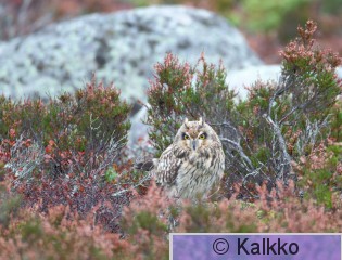 suopöllö 023.jpg