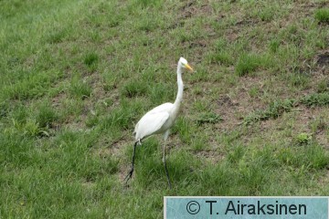 IMG_2252_PILY.JPG