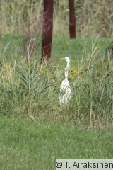 IMG_2253_PILY.JPG