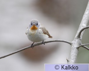 pikkusieppo 007.jpg