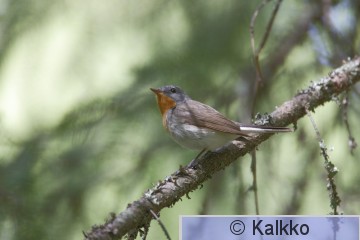 pikkusieppo 077.jpg