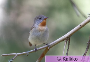 pikkusieppo 195.jpg