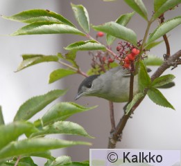 mustapääkerttu 019.jpg