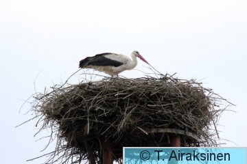 IMG_2262_PILY.JPG