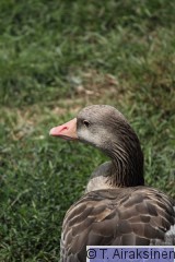 IMG_2360_PILY.JPG