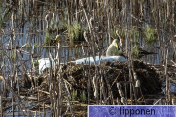 laulujoutsen-0234.jpg