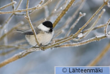 000003 Hömötiainen ruokinnalla_08012006_Pälkäne.jpg