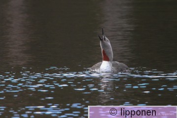 kaakkuri-0391.jpg
