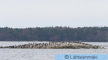 Merimetso4_Reijo Lähteenmäki.jpg