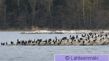 Merimetso5_Reijo Lähteenmäki.jpg