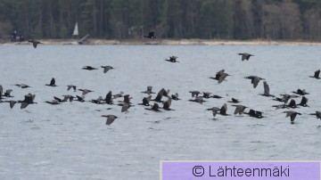 Merimetso8_Reijo Lähteenmäki.jpg